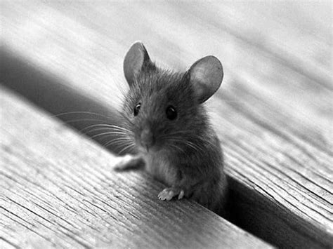 Littleyoungmouse 1494726 1 024×768 Pixels Cute Animals Baby