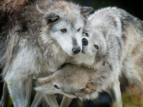 Proposed Legislation Would Jeopardize Wolves Undermine Endangered