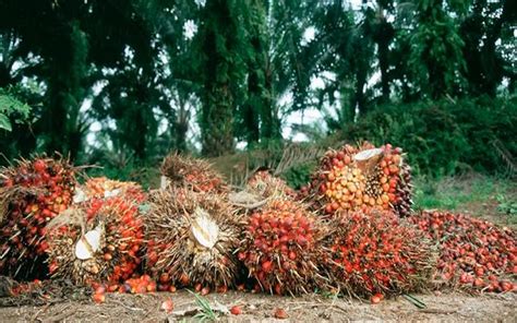 Type of palm oil that will be attached culling. Solidaridad trains women, youths on oil palm nursery ...