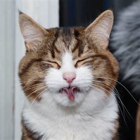 This Cat Got Funny Facial Expressions 25 Pics