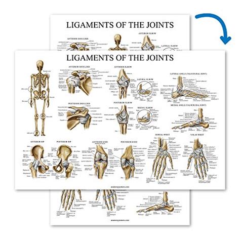 Ligaments Of The Joints Anatomical Poster Laminated Ligament