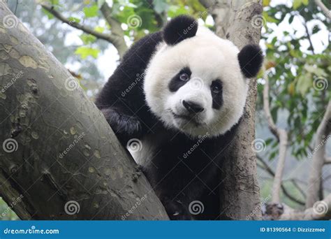 Happy Panda Stock Photo Image Of Panda Pandaplayful 81390564