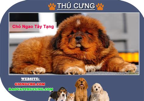 Chơi chó ngao tây tạng từng là một thú vui chứng tỏ vương quyền ở trung quốc. Chó Ngao Tây Tạng những điều bạn cần biết - YouTube