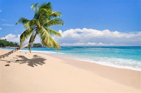 Nature Landscape Tropical Island Beach Palm Trees Sea Sand
