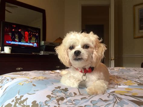 The cross often results in a small dog with a friendly disposition and hypoallergenic coat. Teddy, a Bichon- Shih Tzu | Designer dogs, Bichon shih tzu mix
