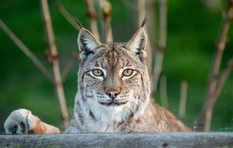 Why Do Eurasian Lynxes Change Colour The Big Cat Sanctuary