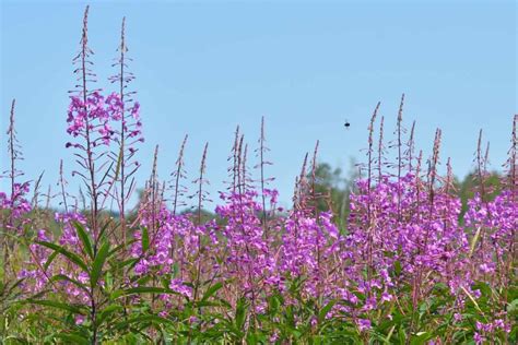 Utah Native Plants List 9 Plants For A Sustainable Landscape