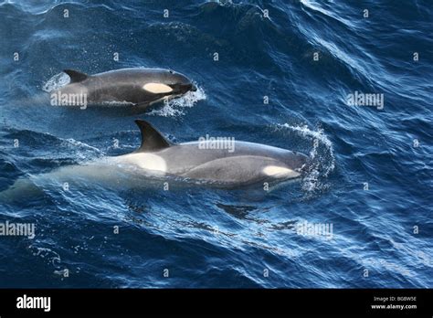 Female Orca With Calf In The Neumayer Channel Antarctica Stock Photo