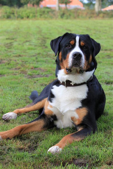 Großer Schweizer Sennenhund Bruno Foto And Bild Tiere Hunde Natur