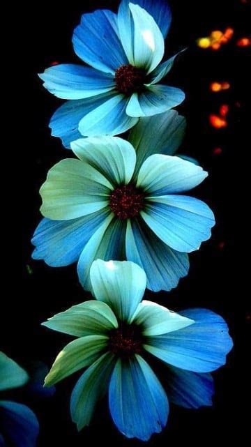 Bellas Fotos De Flores Azules Brillantes Y Naturales Imagenes Del