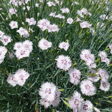 Dianthus Deltoides White Maiden Pink Heat And Drought Resistant Flower Seeds