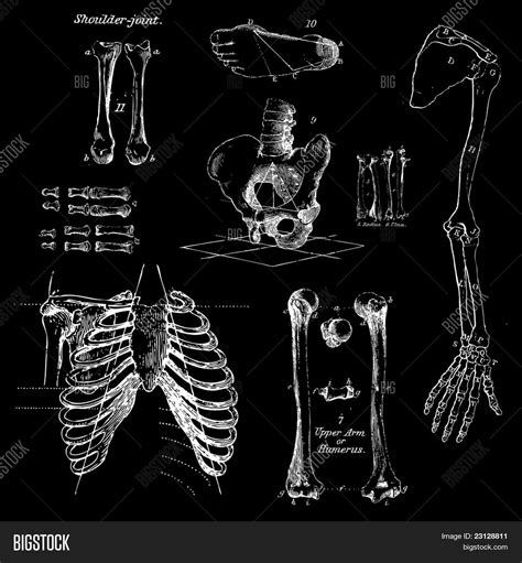 Human Bones Vintage Vector And Photo Free Trial Bigstock