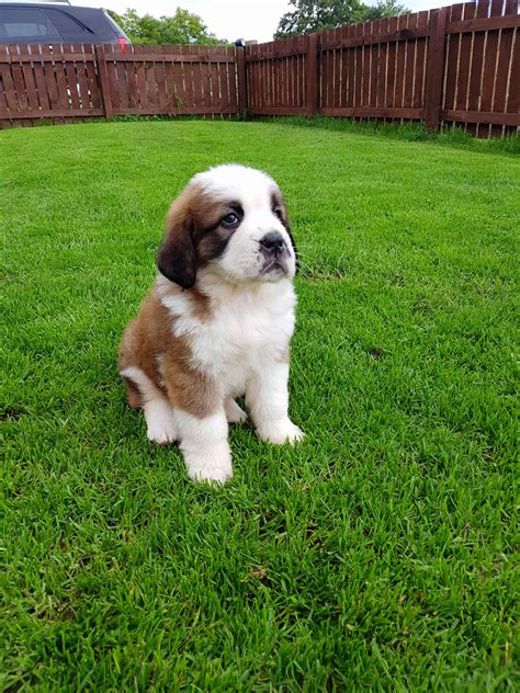 Our Saint Bernard Puppy Pics For The Day