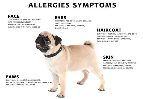 The Top 10 Most Common Dog Allergies And How To Treat Them