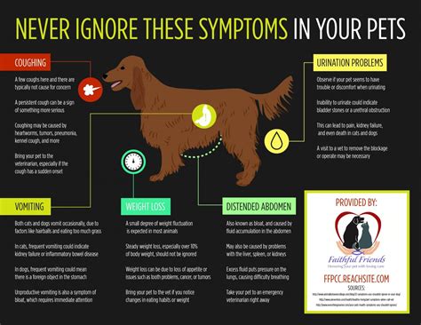 Never Ignore These Symptoms In Your Pets Infographic Pet Health Health