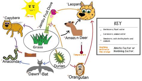 Tropical Rainforest Food Web Consumers Rainforest Foo - vrogue.co