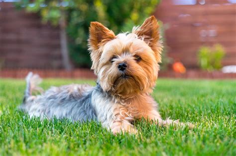 15 Best Small Dog Breeds That Dont Shed Django