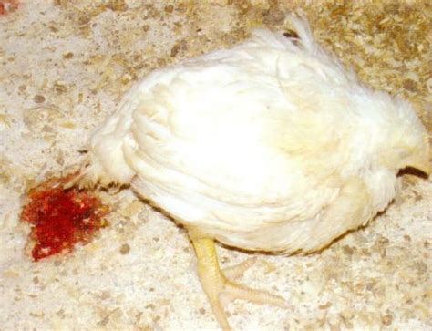 Coccidiosis In Poultry Signs Control And Prevention