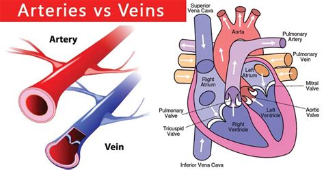 27 Differences Between Arteries And Veins Arteries Vs Veins