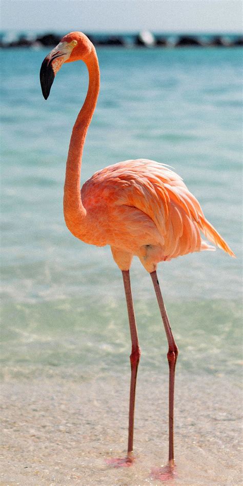 List Of Animals In Aruba Menscheckeredvansslipons