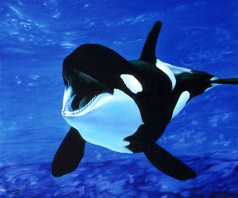 Orca Wiki Reino Animalia