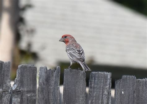 House Finch Sacramento Ca Photo By Penny Hill Animals