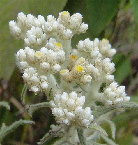 Edelweiss flower bunga kering mawar ungu wallpaper bunga. Edelweis Bunga Abadi | Anaphalis Javanica - Alam Mentari