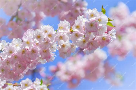 Premium Photo Blooming Sakura With Pink Flowers In Spring