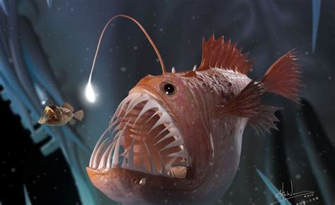 Anglerfish Facts Deep Sea Devil Size Why Are Angler Fish So Scary