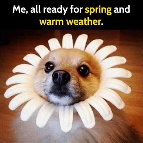25 Funny Dog Memes That Will Brighten Your Day Bouncy Mustard