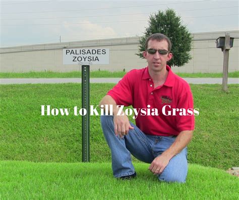 These top 5 products will assist as universal remedies for clean grassy. How to Kill Zoysia Grass - Houston Grass South Missouri City Pearland