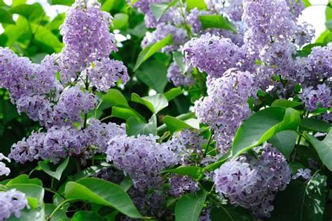 Departments Lilac Lavender Lady 3 Gallon