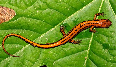Surprising Facts About Salamanders On Your Property Hobby Farms