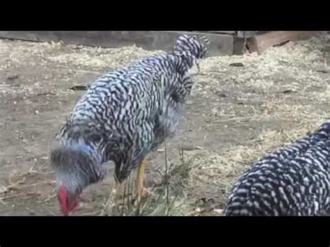 If you're new to my channel please subscribe and turn on your post notifications so you can get an alert for every time. No crow DIY collar for Barred Rock rooster - YouTube