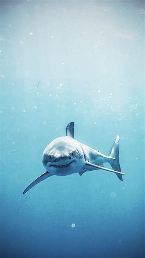 Beautiful Great White Shark Iphone Wallpapers Wallpaper Cave