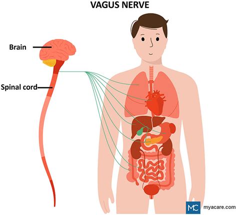 The Vagus Nerve What Is It And What Issues Affect It Mya Care