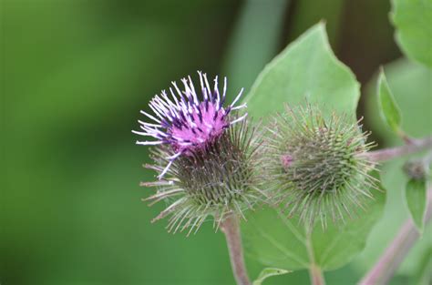 Great Burdock Watching For Wildflowerswatching For Wildflowers