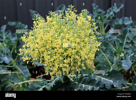 Broccoli Flowers High Resolution Stock Photography And Images Alamy