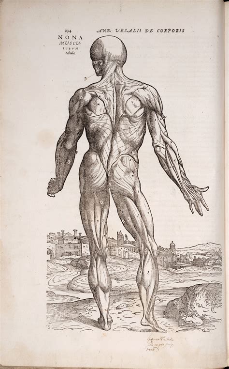 Vesalius Illustration Male Figure Drawing Figure Drawing Reference