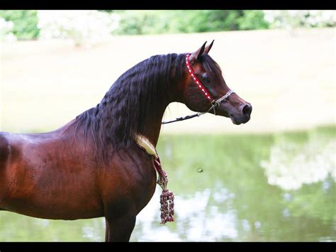 (gazal al shaqab x little liza fame) 2000 bay stallion international program. Beni Hashim Arabians - GAZAL AL SHAQAB