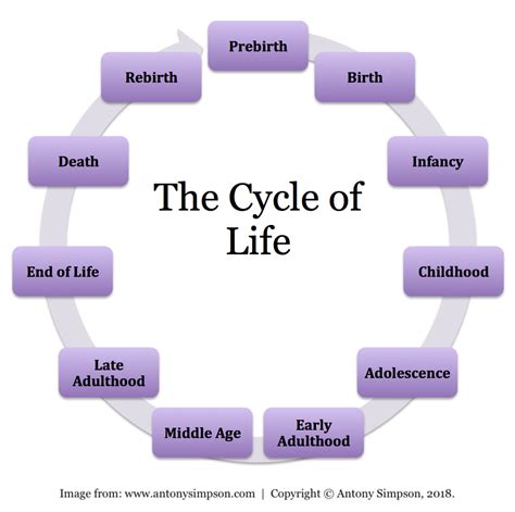 The Cycle Of Life Antony Simpsons Blog