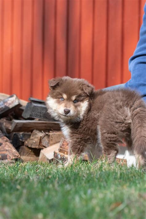 Portrait Of A Finnish Lapphund Dog And Puppy Stock Photo Image Of