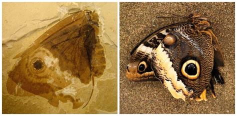 Scientists Discover Prehistoric Jurassic Butterfly Geology In