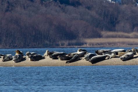 Spot Adorable Seals At Sandy Hooks Beach In New Jersey