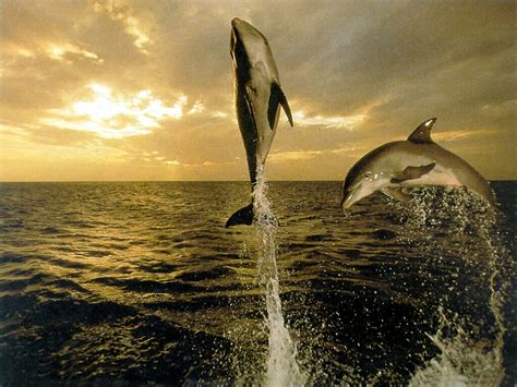 Friendly Dolphins Fish Latest Hd Wallpapers 2013