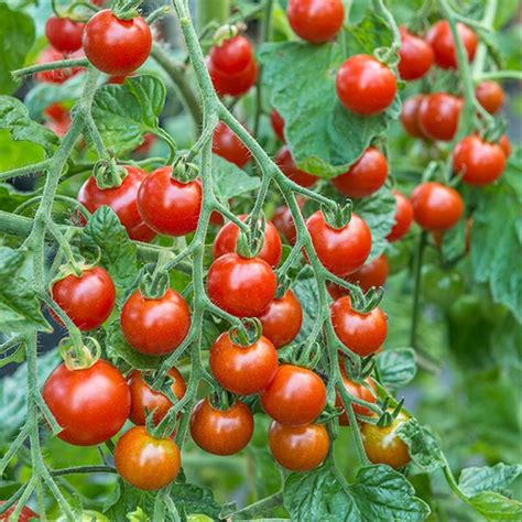 Jual 45 Biji Benih Tomat Ceri Rampai Lebat Kecil Sebesar Kelereng