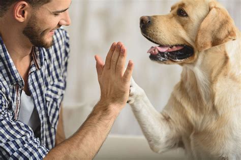 Os cães enxergam os donos como se fossem seus pais diz estudo REDE VITRINE