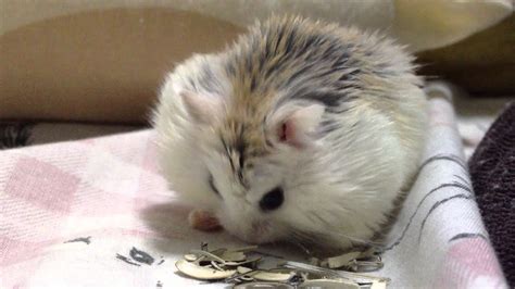 Cute Hamster Eating Seeds Youtube