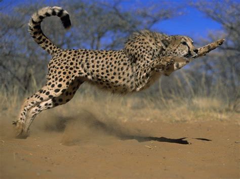 Cheetah Hd Wallpapers Top Free Cheetah Hd Backgrounds Wallpaperaccess