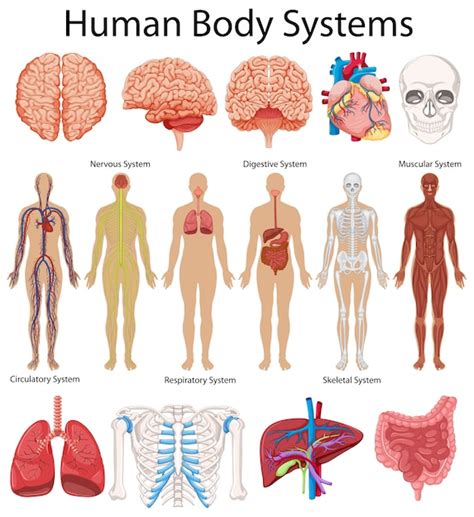 Diagrama Que Muestra Los Sistemas Del Cuerpo Humano Descargar Vectores Premium